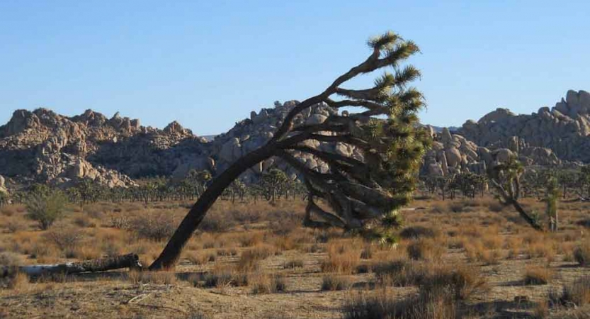 a joshua tree leans far to the right 